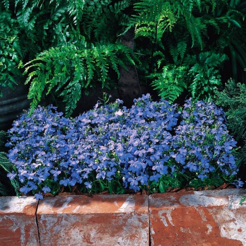 Lobelia Riviera Sky Blue Seed