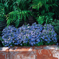 Lobelia Riviera Sky Blue Seed