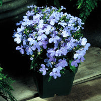 Lobelia Riviera Sky Blue Seed