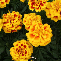 Marigold Safari Mix Seed