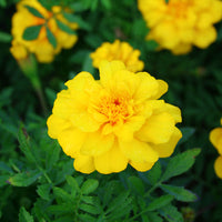Marigold Safari Mix Seed