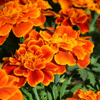 Marigold Safari Mix Seed