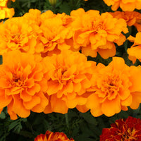 Marigold Safari Mix Seed
