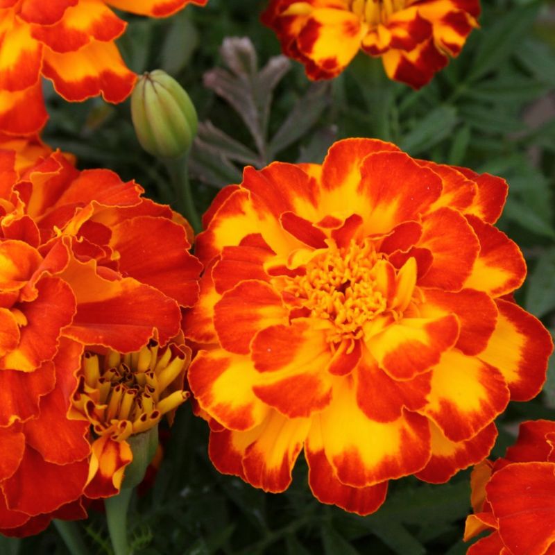 Marigold Safari Bolero Seed