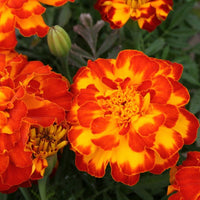 Marigold Safari Bolero Seed