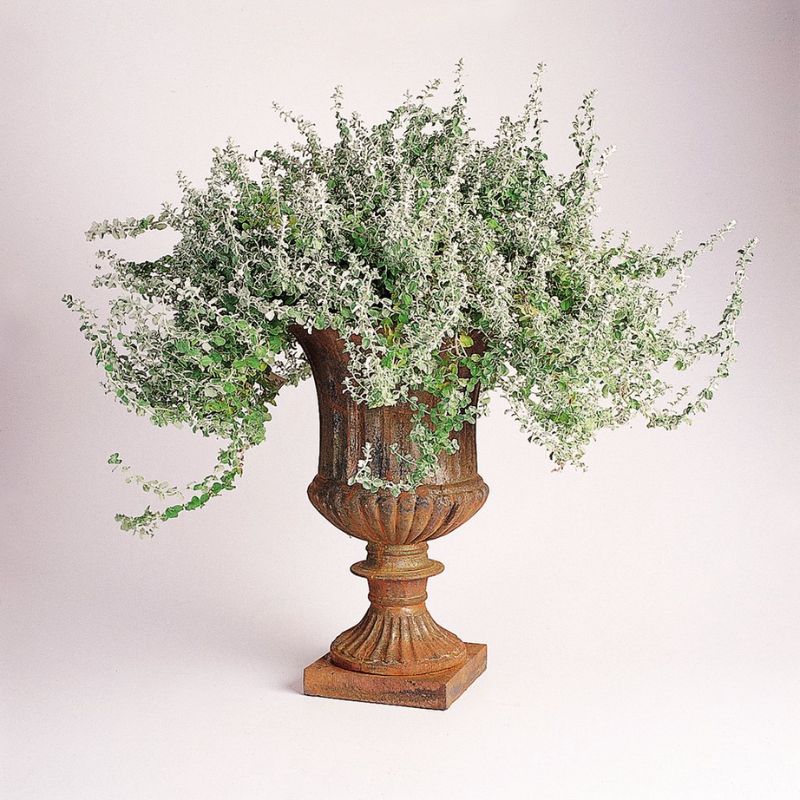 Helichrysum Silver Mist Seeds