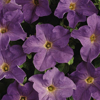 Petunia Dreams Mix F1 Seed