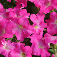 Petunia Dreams Mix F1 Seed