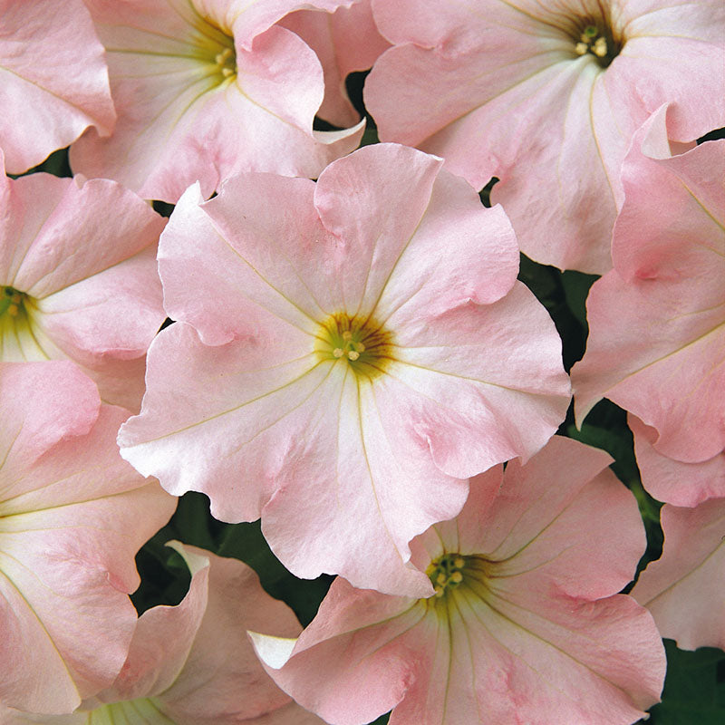 Petunia Dreams Mix F1 Seed