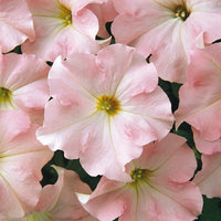 Petunia Dreams Mix F1 Seed