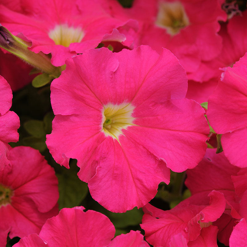 Petunia Dreams Mix F1 Seed