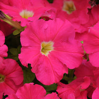 Petunia Dreams Mix F1 Seed
