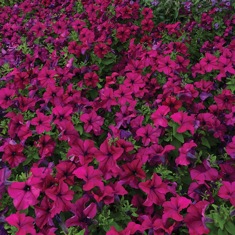 Petunia Dreams Mix F1 Seed