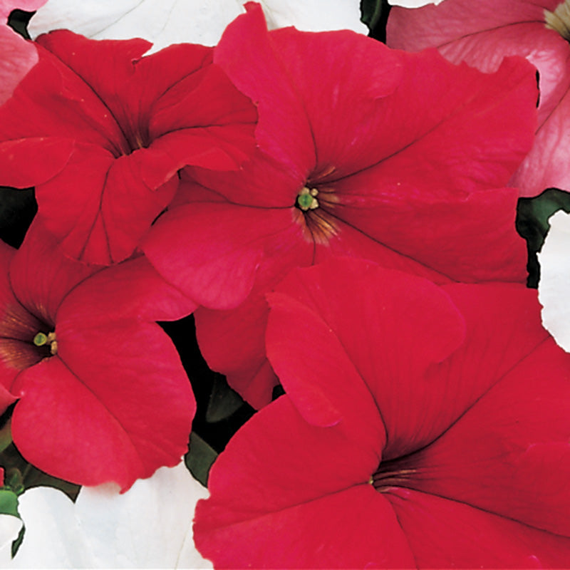 Petunia Dreams Mix F1 Seed