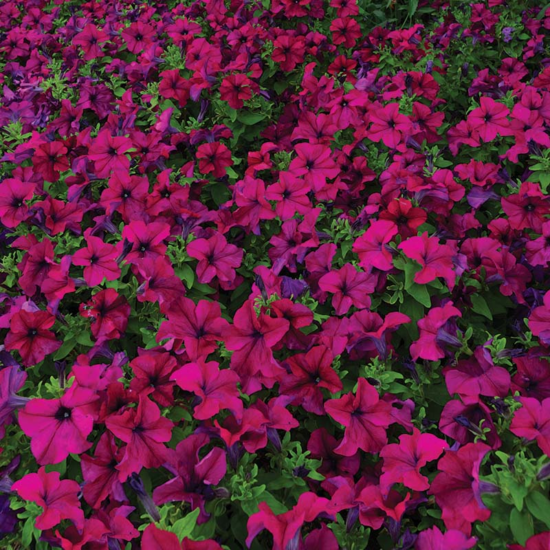 Petunia Dreams Burgundy F1 Seed