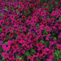 Petunia Dreams Burgundy F1 Seed