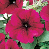 Petunia Dreams Burgundy F1 Seed