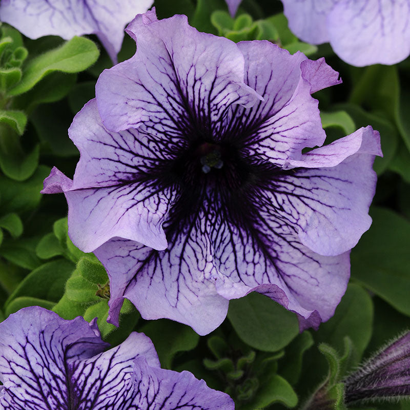 Petunia Daddy Blue F1 Seed