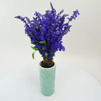 Salvia Victoria Blue Seed