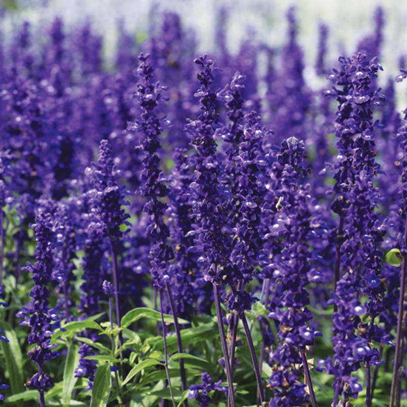 Salvia Victoria Blue Seed