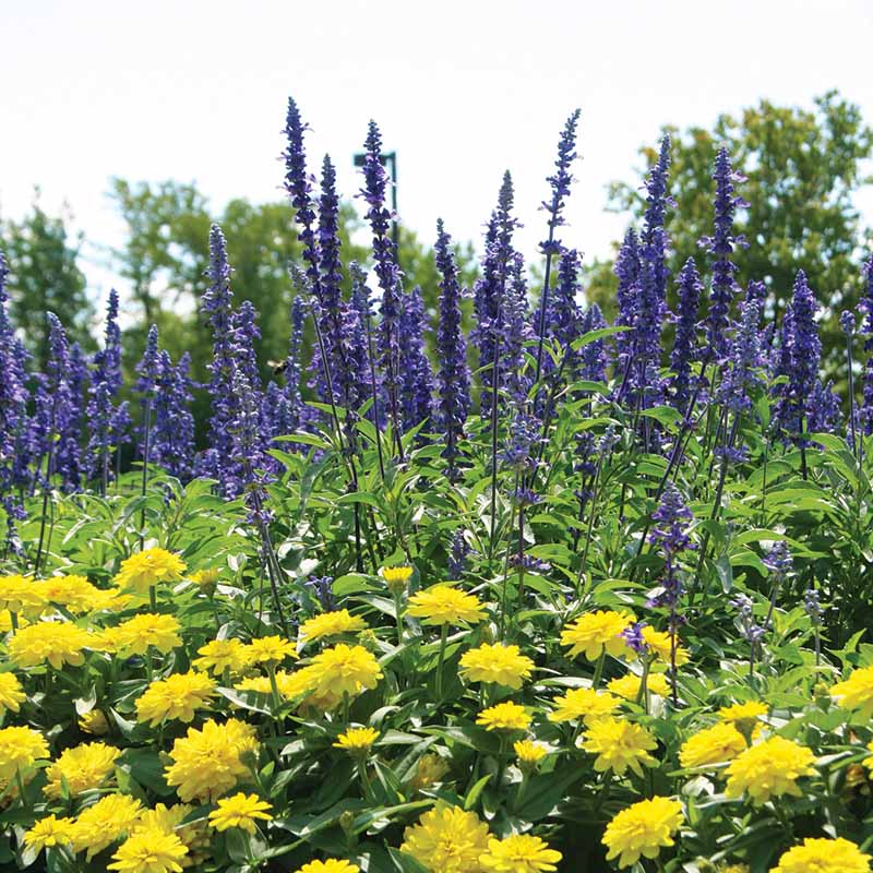 Salvia Victoria Blue Seed
