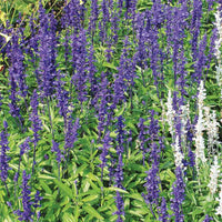 Salvia Victoria Blue Seed
