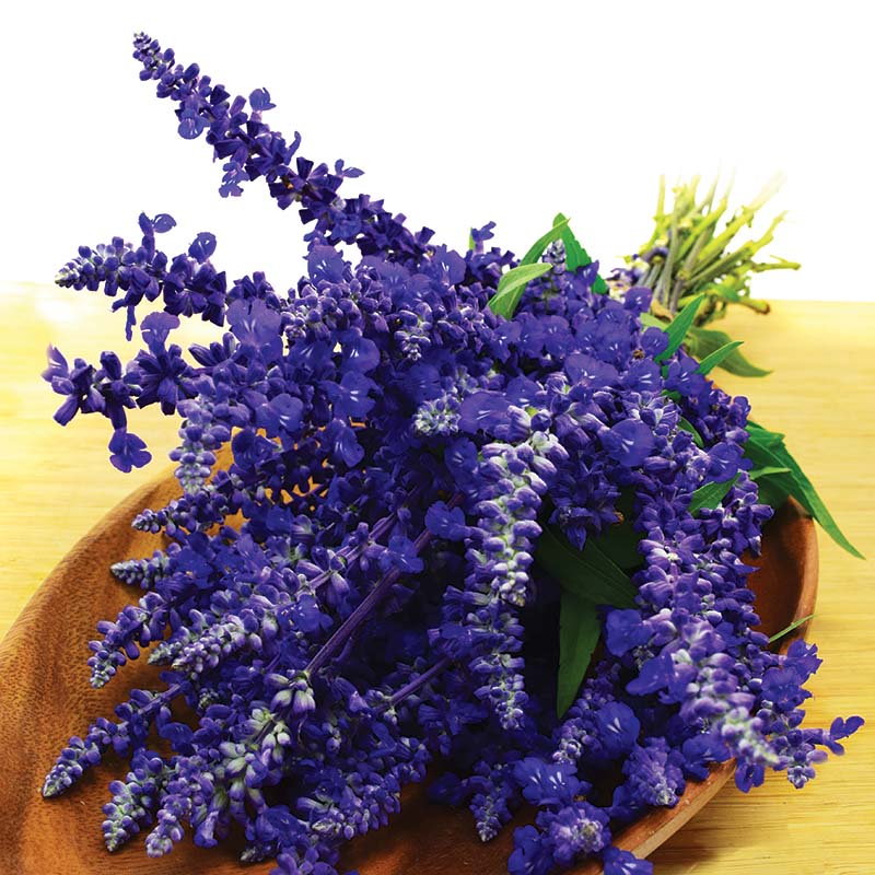 Salvia Victoria Blue Seed