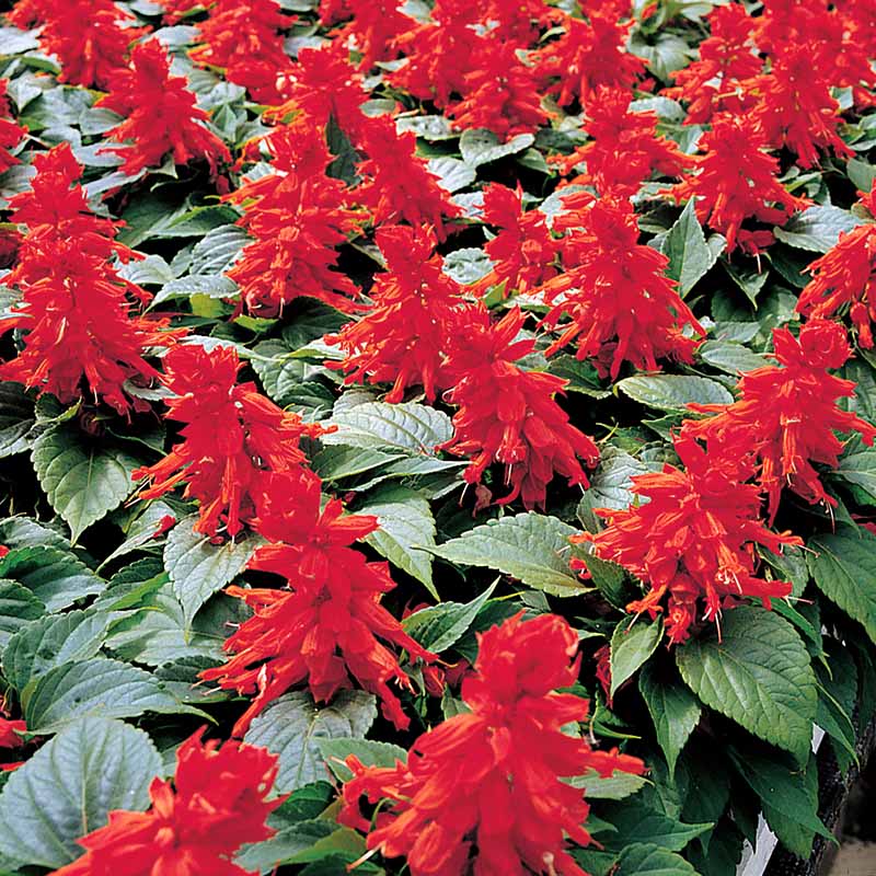 Salvia Vista Red Seed