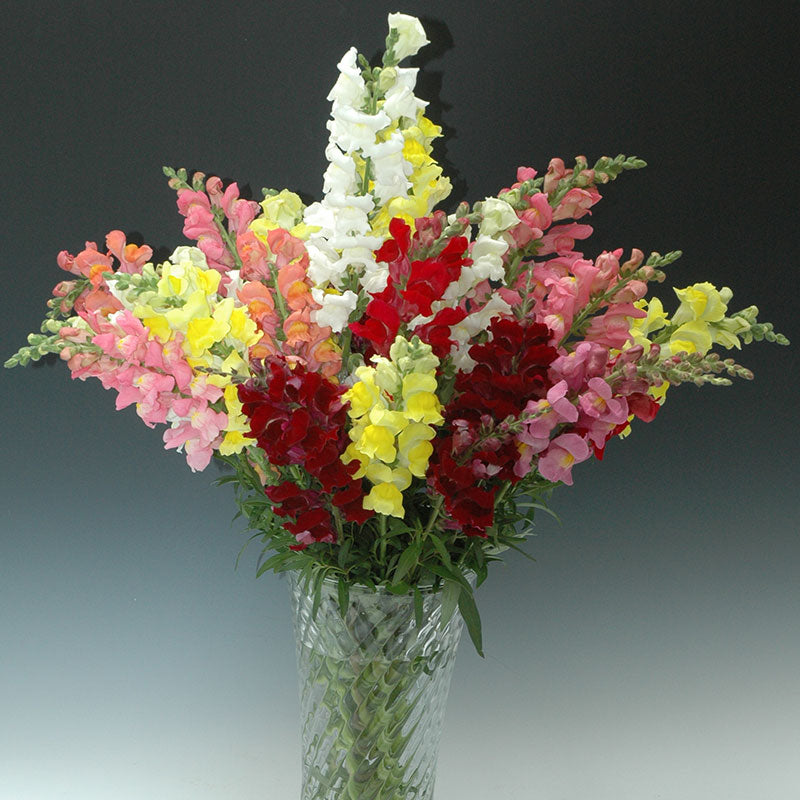 Snapdragon Rocket Mix F1 Seed