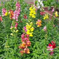 Snapdragon Rocket Mix F1 Seed