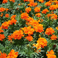 Marigold Durango Tangerine Seed