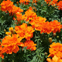 Marigold Durango Tangerine Seed