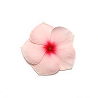 Vinca Pacifica XP Mix Seed
