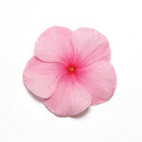 Vinca Pacifica XP Mix Seed