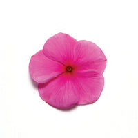 Vinca Pacifica XP Mix Seed