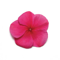 Vinca Pacifica XP Mix Seed