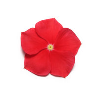 Vinca Pacifica XP Mix Seed
