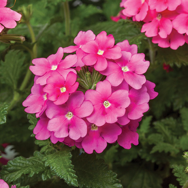 Verbena Obsession Mix Seed