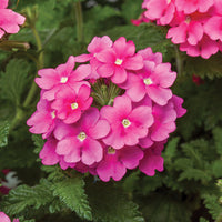 Verbena Obsession Mix Seed
