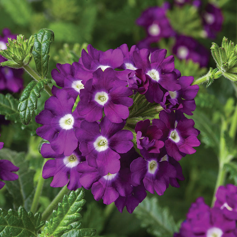 Verbena Obsession Mix Seed
