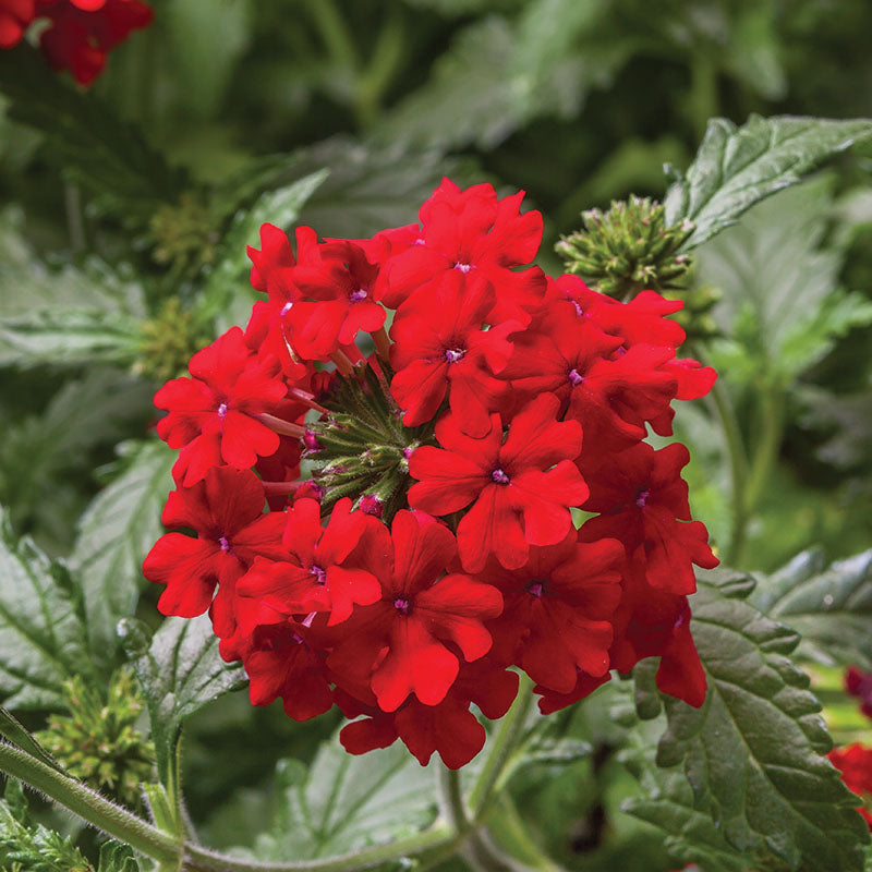 Verbena Obsession Mix Seed