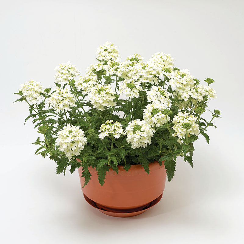 Verbena Obsession Mix Seed