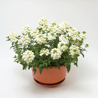 Verbena Obsession Mix Seed