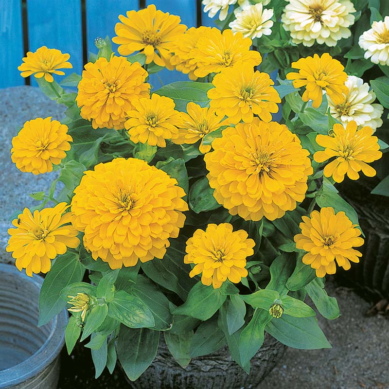 Zinnia Dreamland Yellow F1 Seed