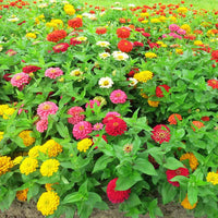 Zinnia Dreamland Mix F1 Seed