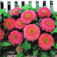 Zinnia Dreamland Mix F1 Seed