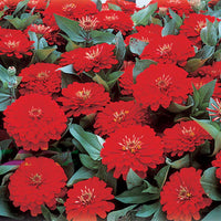 Zinnia Dreamland Mix F1 Seed