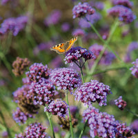 Verbena Bonariensis Finesse Seed