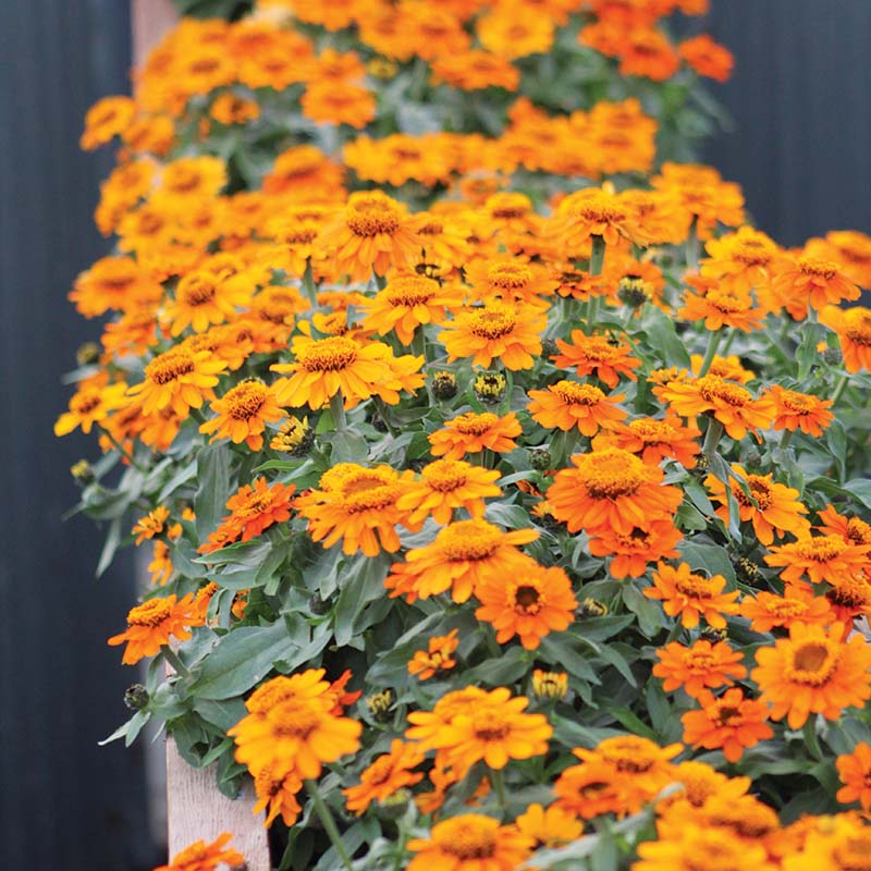 Zinnia Profusion Orange Seed