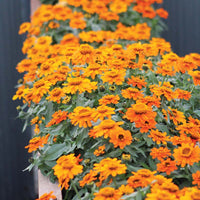 Zinnia Profusion Orange Seed